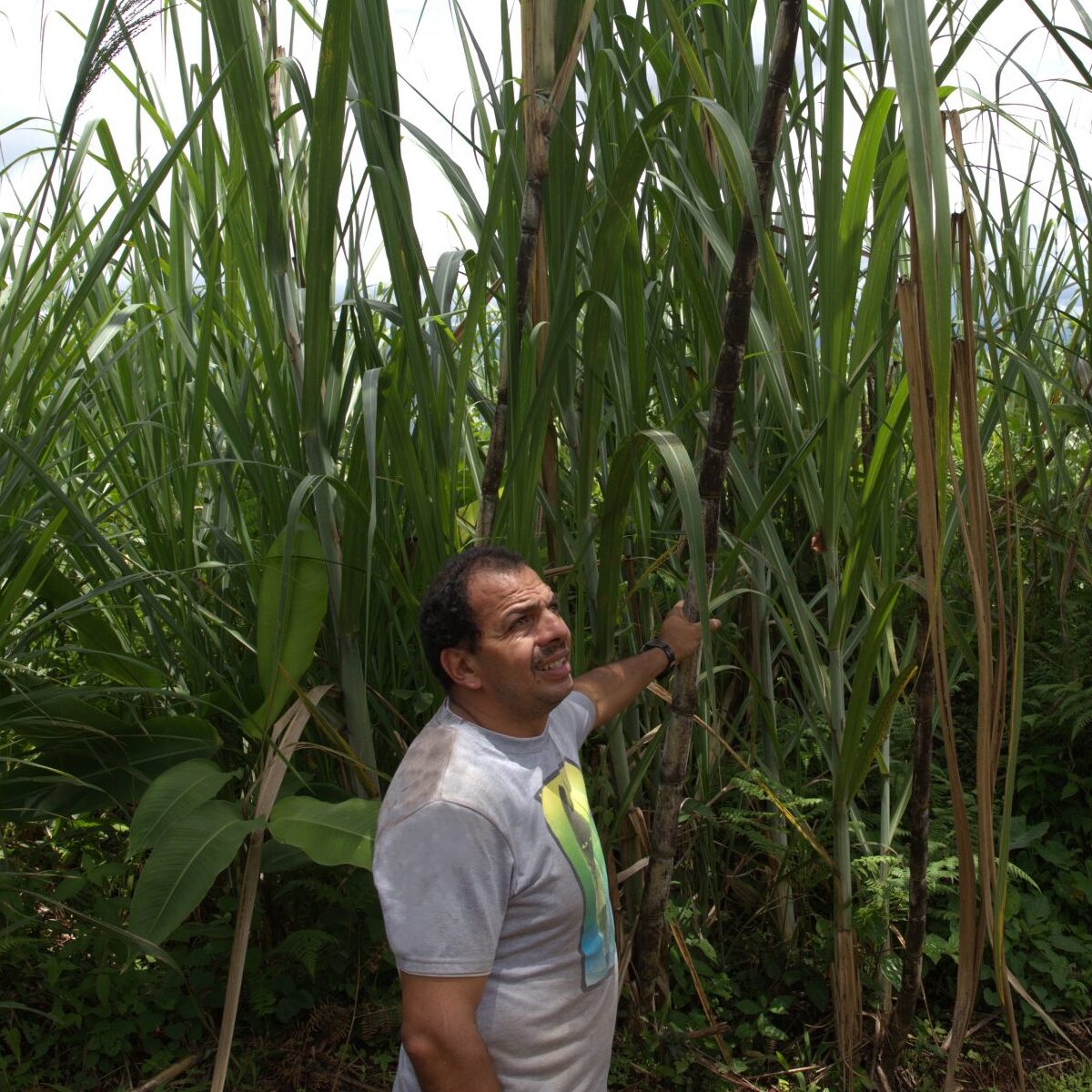 Ingwer-Zitrone-Muscovadozucker Bonbons