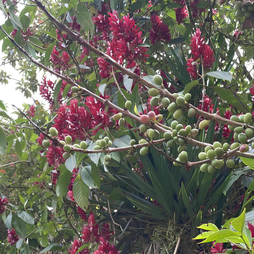 Kaffeepflanze der Sorte Sarchimor & Catuai aus Costa Rica, mit grünen und reifenden Kaffeekirschen vor einem Hintergrund aus leuchtend roten Blüten und üppigem Blattwerk.