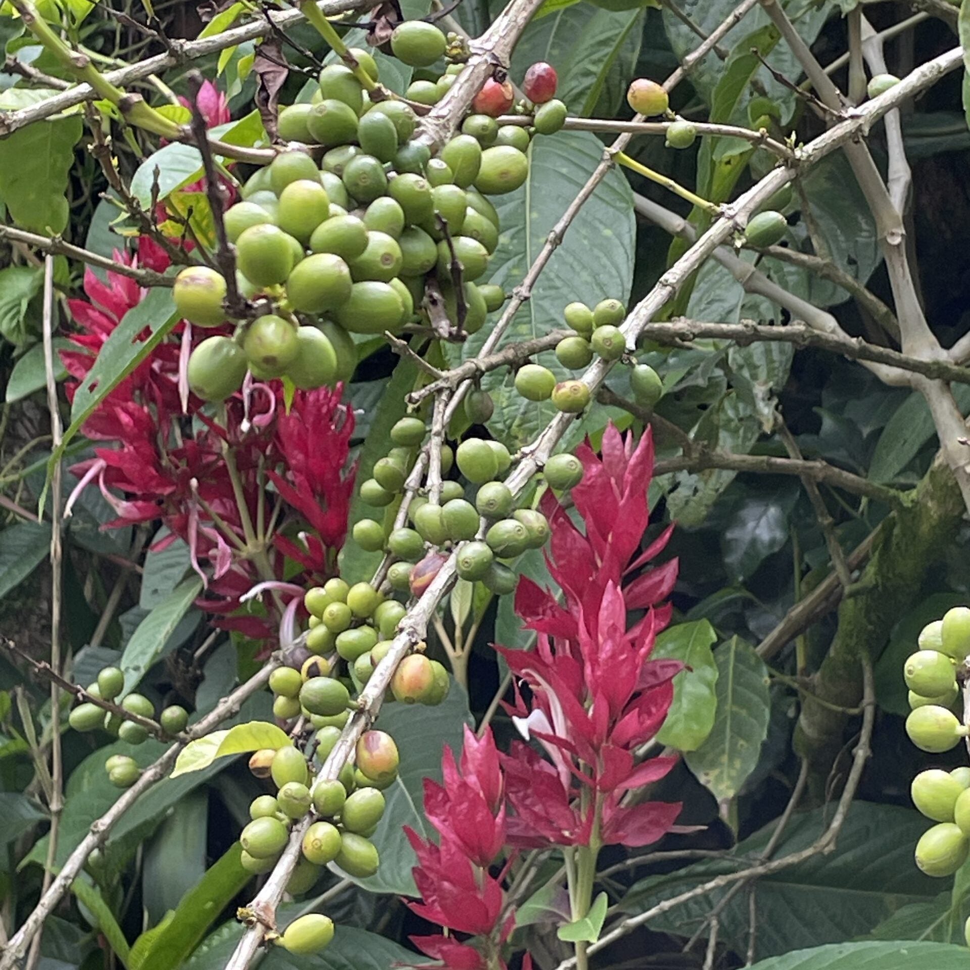 Granados Kaffeekirschen Gruen Costa Rica Kaffee