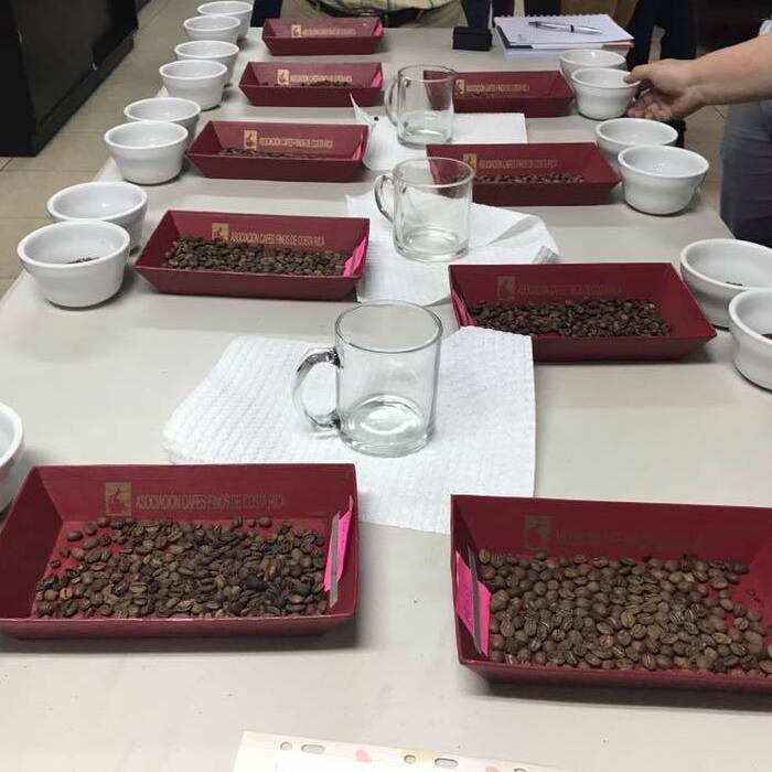 Costa Rica Kaffee Verkostung SCAR