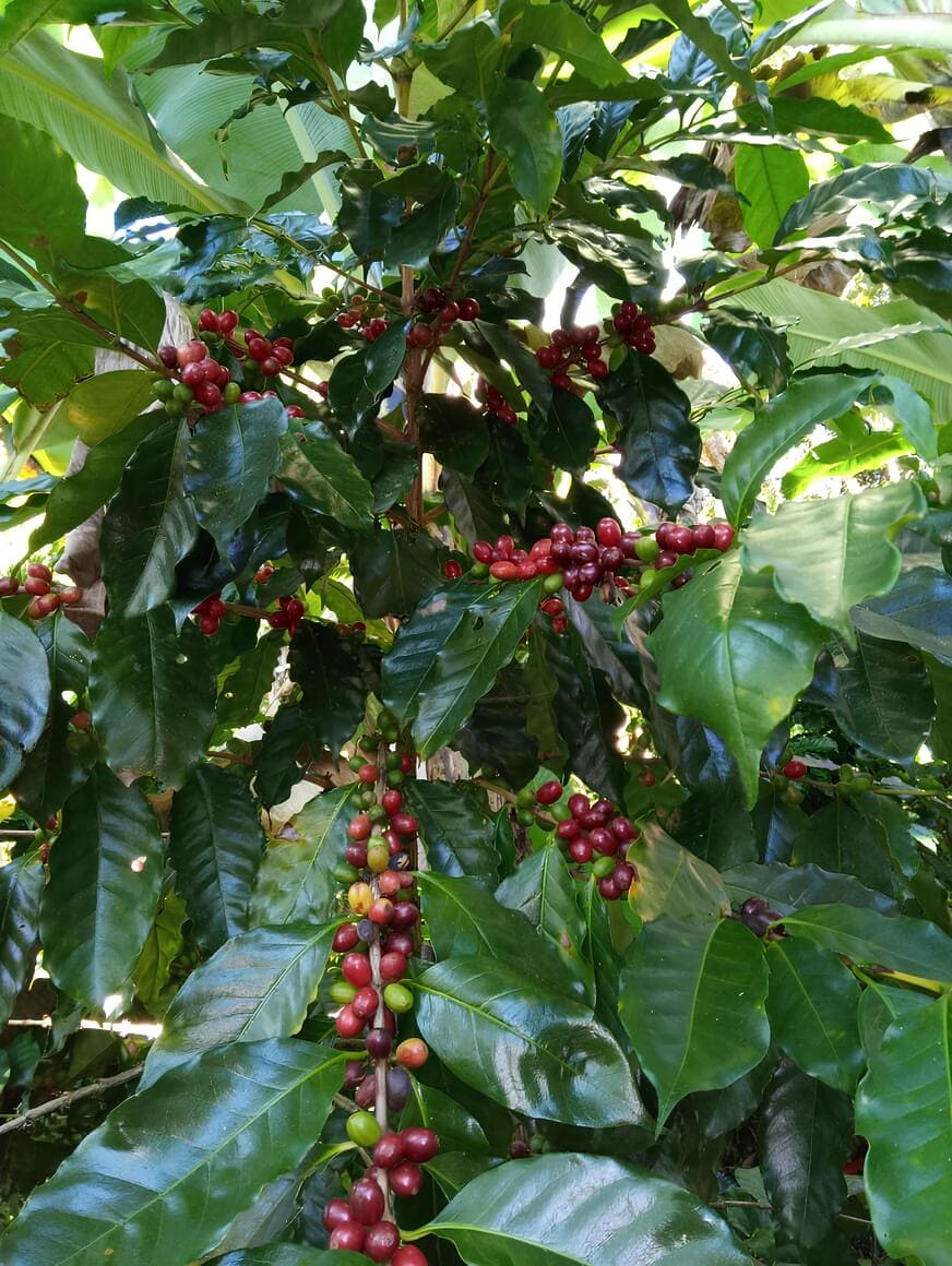 Sarchimor Microlot Espresso