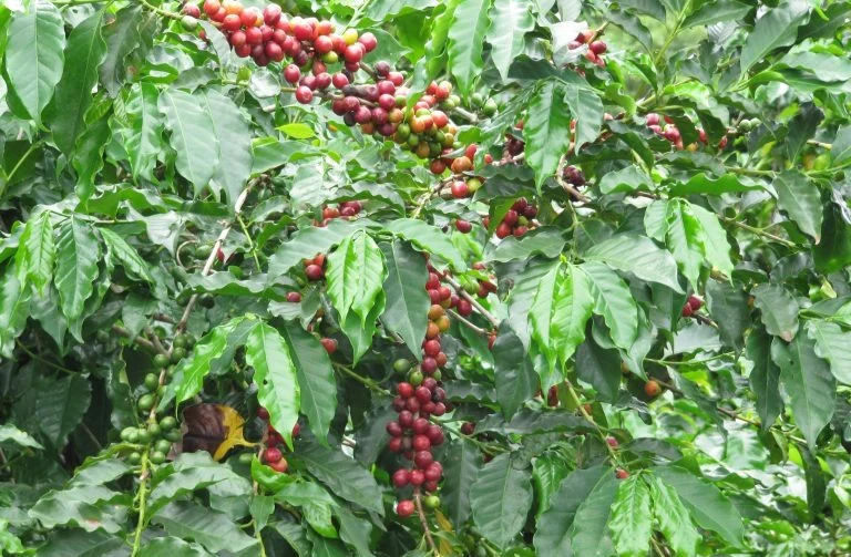 Costa Rica Kaffee Obata