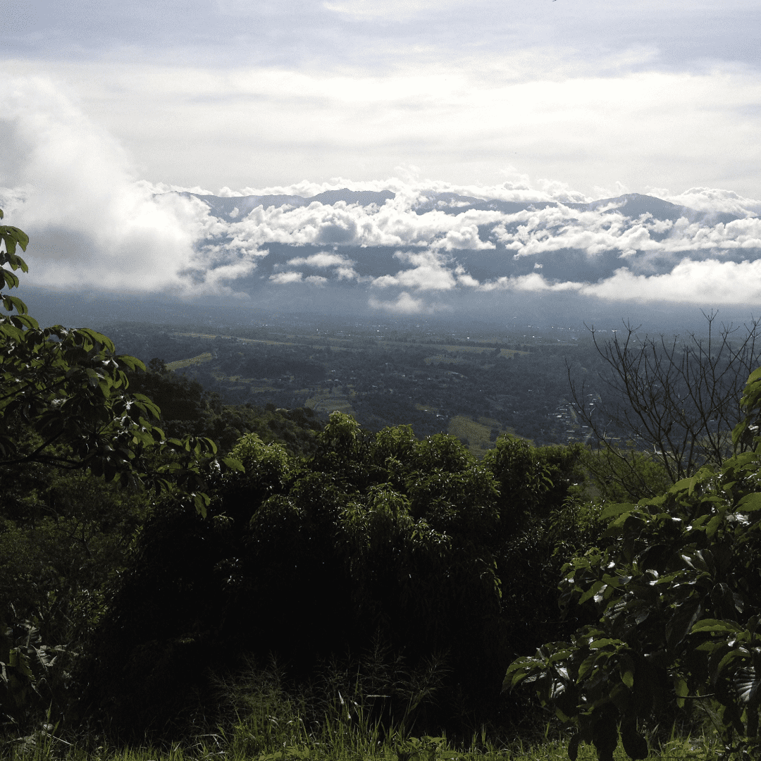 100% Costa Rica Geisha Pure