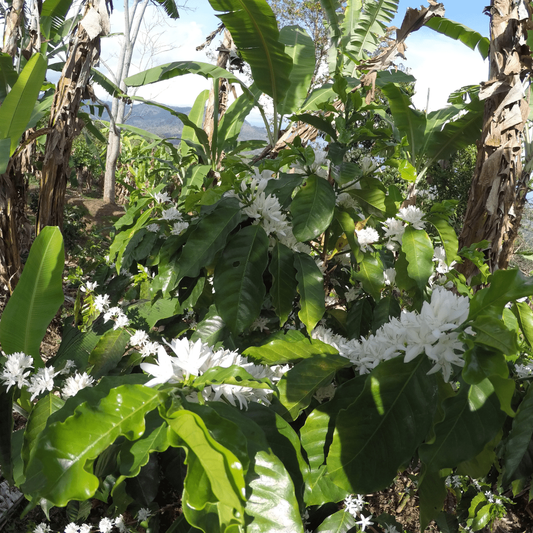 100% Costa Rica Geisha Pure