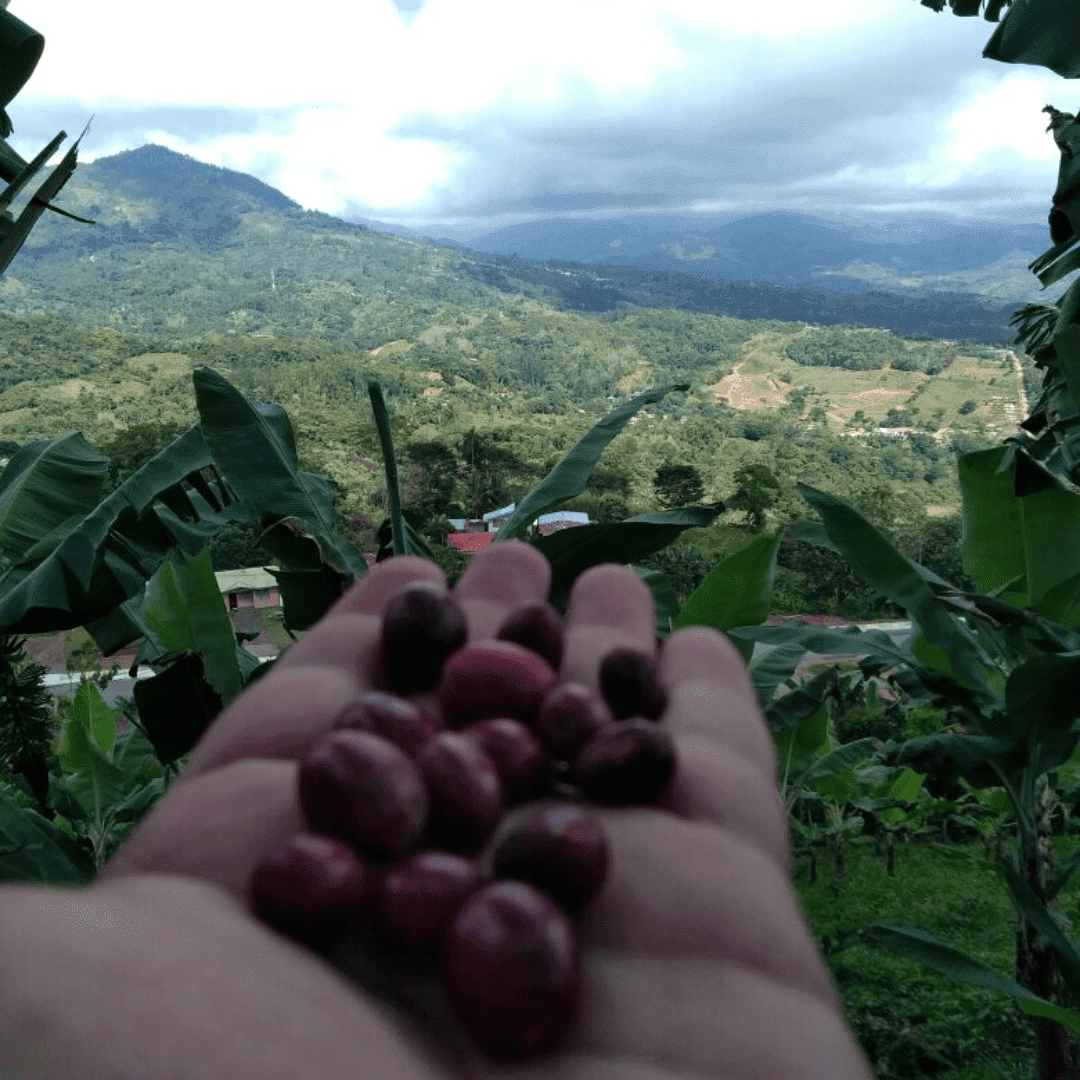 Gold "Standard" Cafe Granados