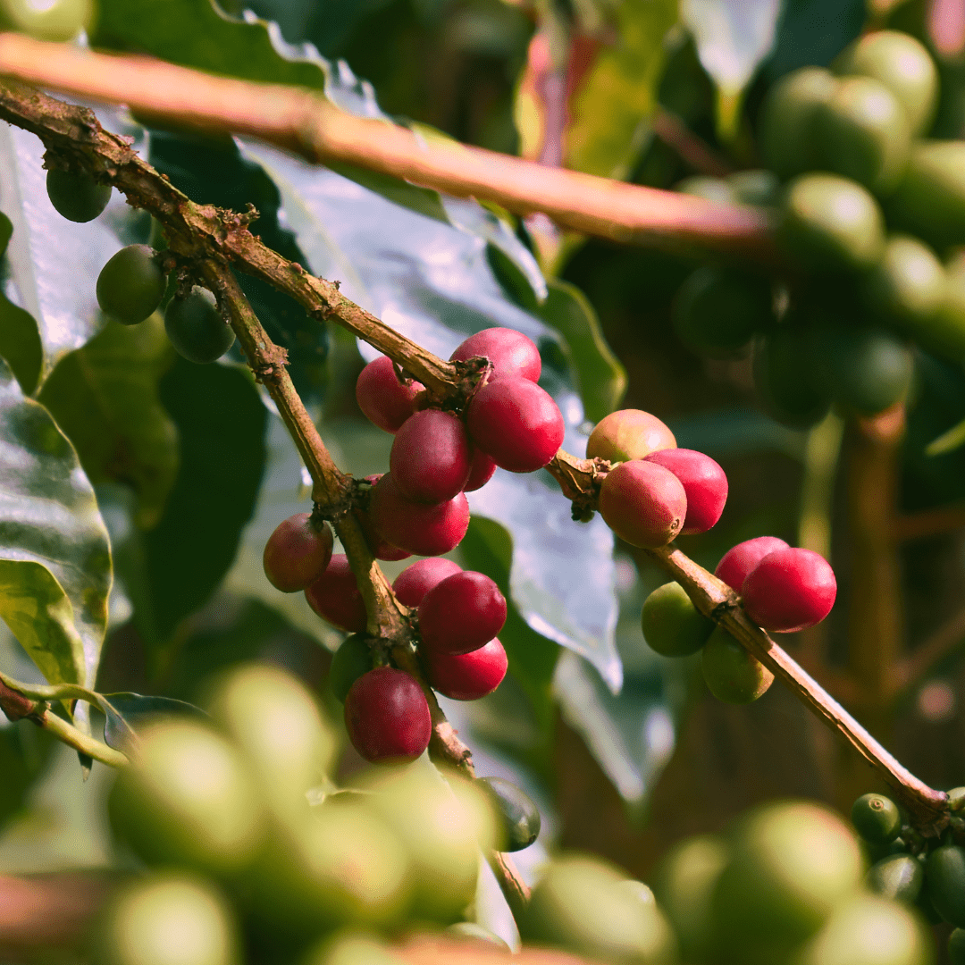 Geisha Kaffeekirschen auf der Granados Farm in Costa Rica. Diese seltene Arabica-Varietät entwickelt durch die Hochlandlage und das besondere Mikroklima ein unverwechselbares Aroma. Der Costa Rica Kaffee Geisha besticht durch seine fruchtigen und floralen Nuancen, die sorgfältig durch die handverlesene Ernte bewahrt werden.