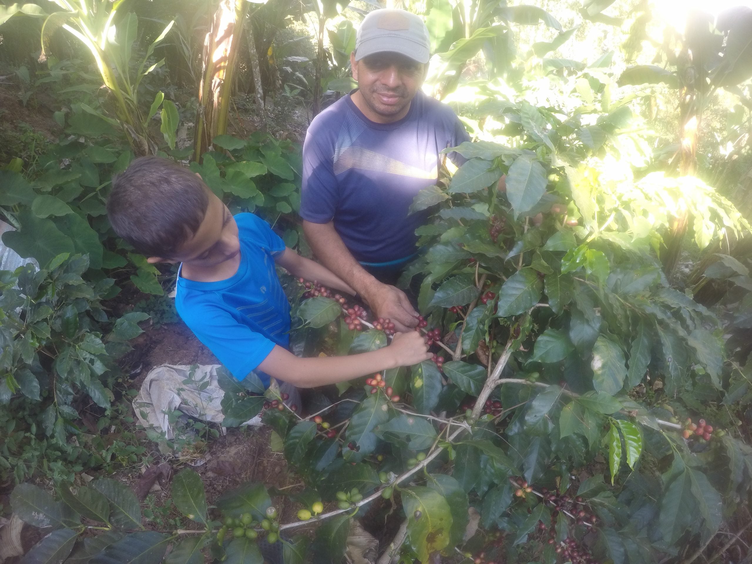 Blue Premium Selection