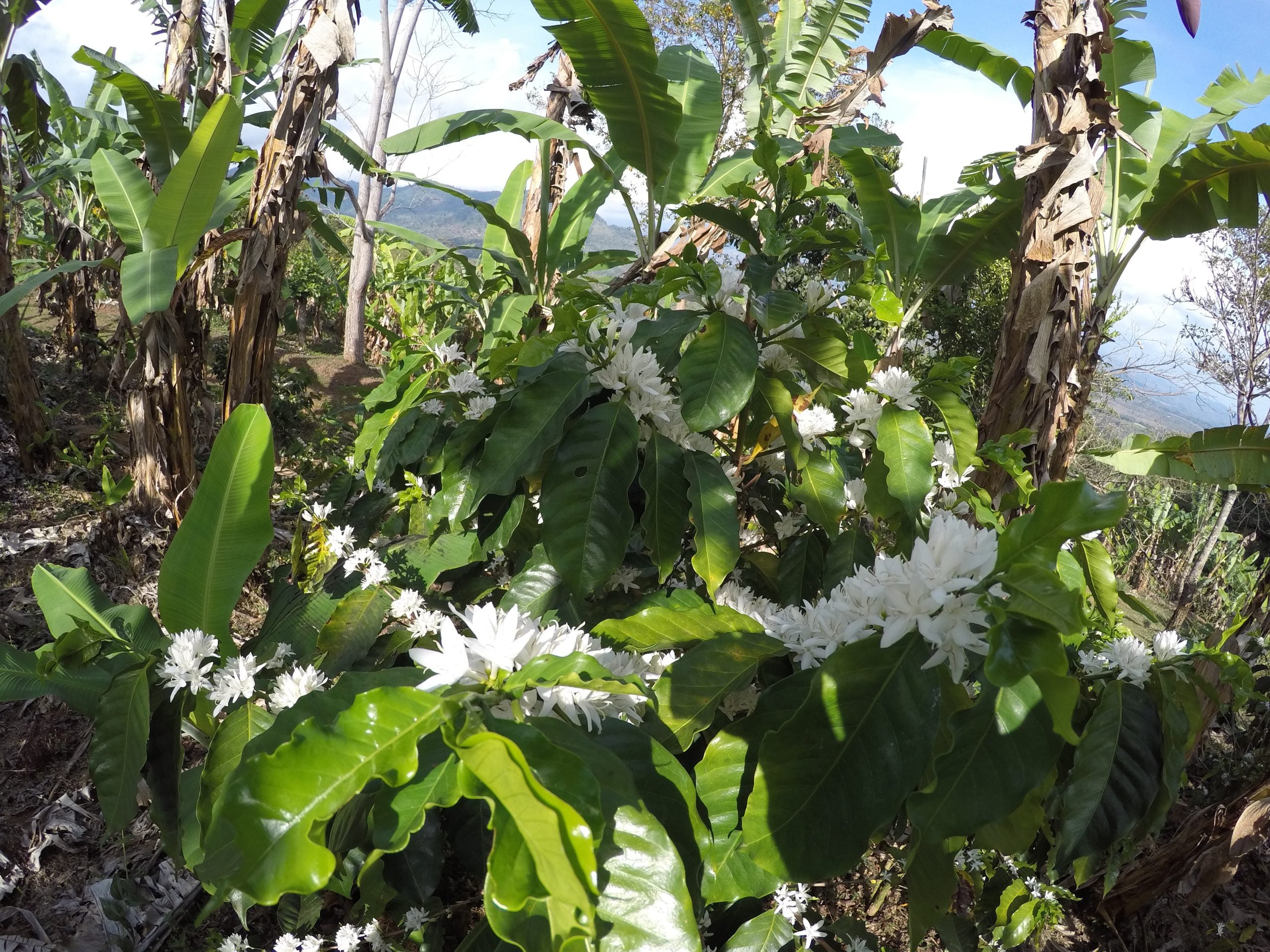 Black Classic Espresso