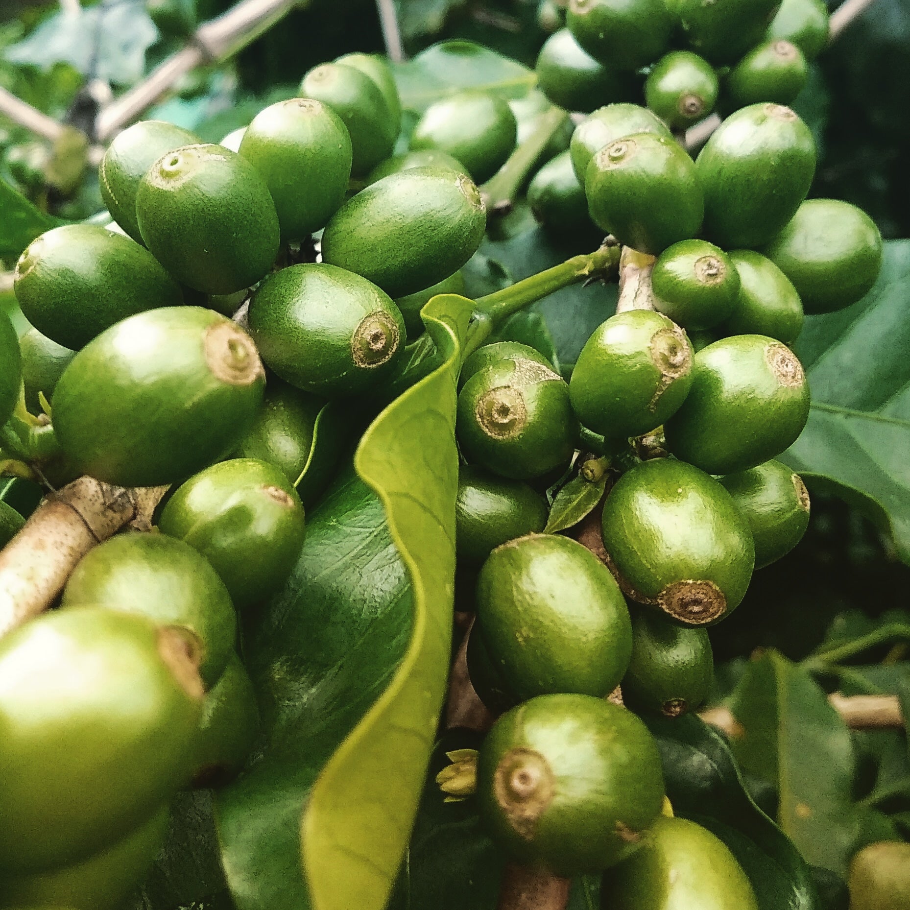 Blue Premium Selection