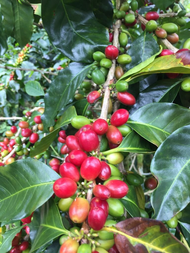 Black Classic Espresso