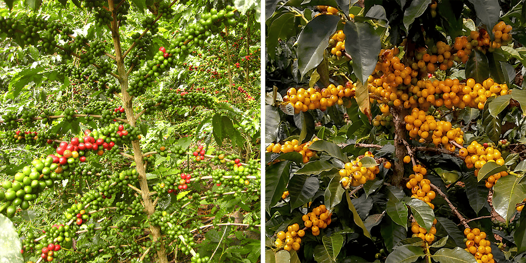 Zwei Pflanzen der Arabica-Kaffeevarietät Catuai aus Costa Rica. Links mit roten und grünen Kaffeekirschen, rechts mit gelben reifen Kirschen in voller Pracht.