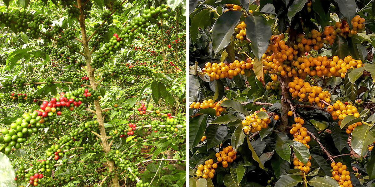 Zwei Pflanzen der Arabica-Kaffeevarietät Catuai aus Costa Rica. Links mit roten und grünen Kaffeekirschen, rechts mit gelben reifen Kirschen in voller Pracht.
