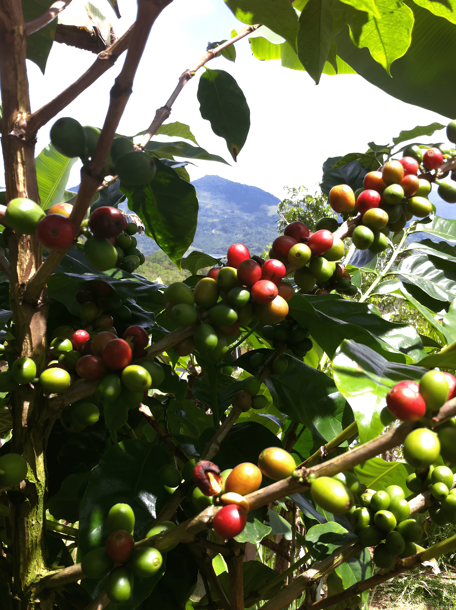 Costa Rica Kaffee Kaffeestrauch Granados
