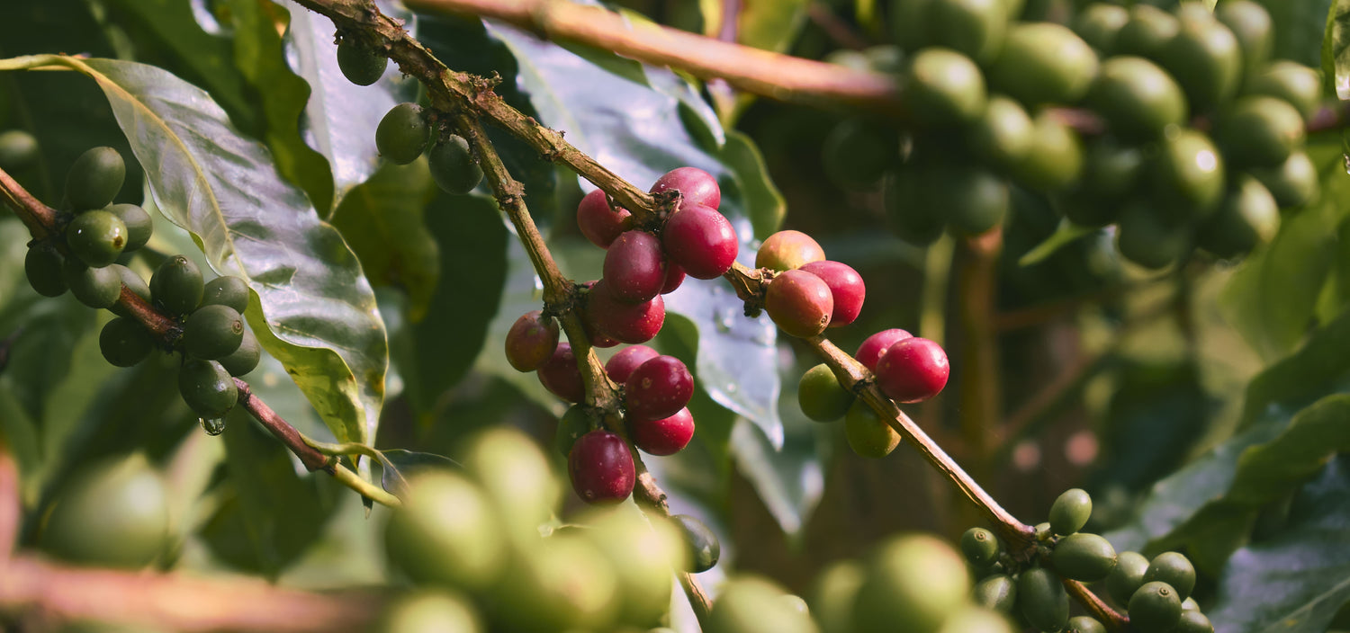 Reife rote Kaffeekirschen der Arabica-Pflanze auf der Granados Farm in Costa Rica. Diese sorgfältig kultivierten Kirschen werden handverlesen geerntet, um die höchste Qualität des Costa Rica Kaffees sicherzustellen. Das spezielle Hochlandklima trägt zur Entwicklung eines einzigartigen, intensiven Aromas bei, das diesen Kaffee auszeichnet.