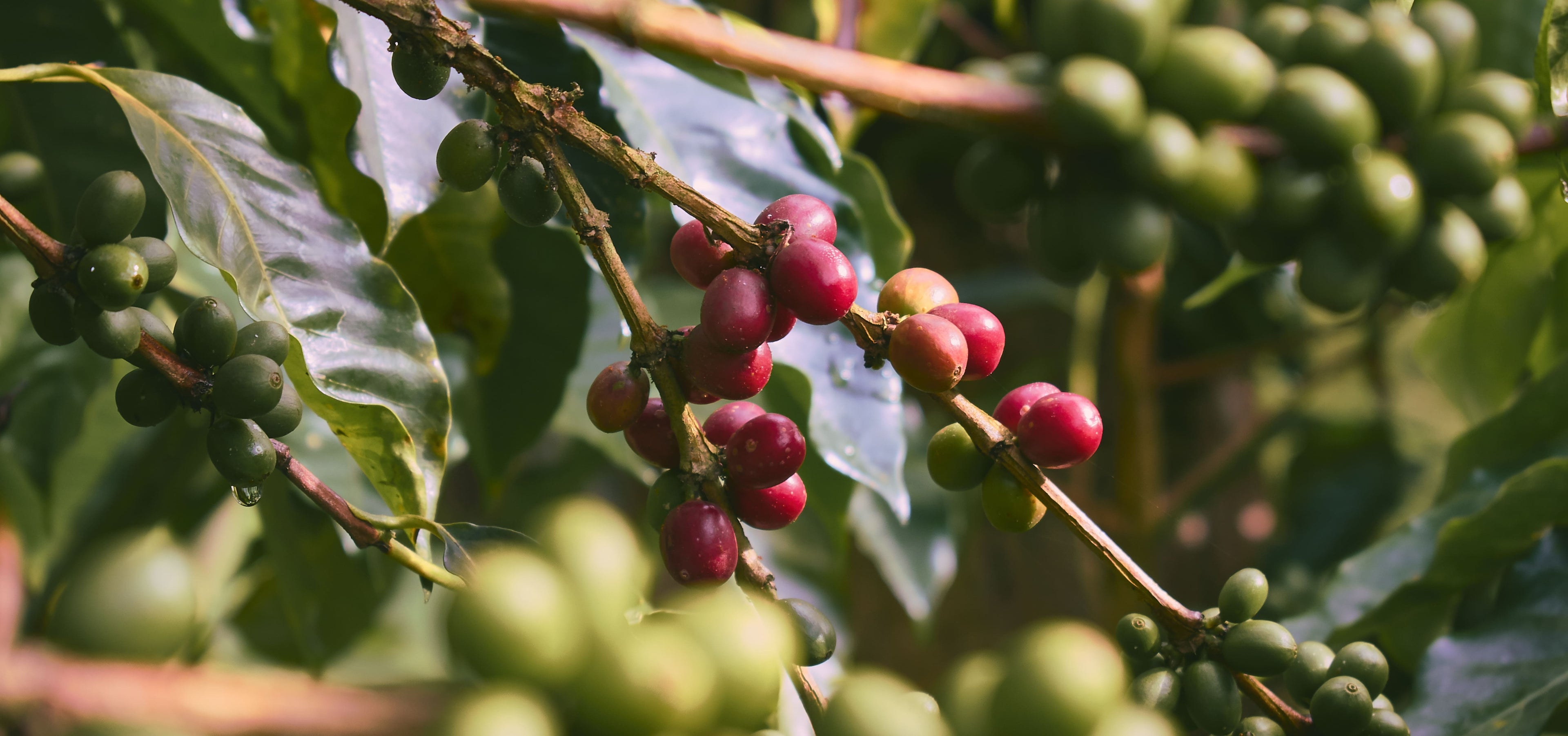 Reife rote Kaffeekirschen der Arabica-Pflanze auf der Granados Farm in Costa Rica. Diese sorgfältig kultivierten Kirschen werden handverlesen geerntet, um die höchste Qualität des Costa Rica Kaffees sicherzustellen. Das spezielle Hochlandklima trägt zur Entwicklung eines einzigartigen, intensiven Aromas bei, das diesen Kaffee auszeichnet.