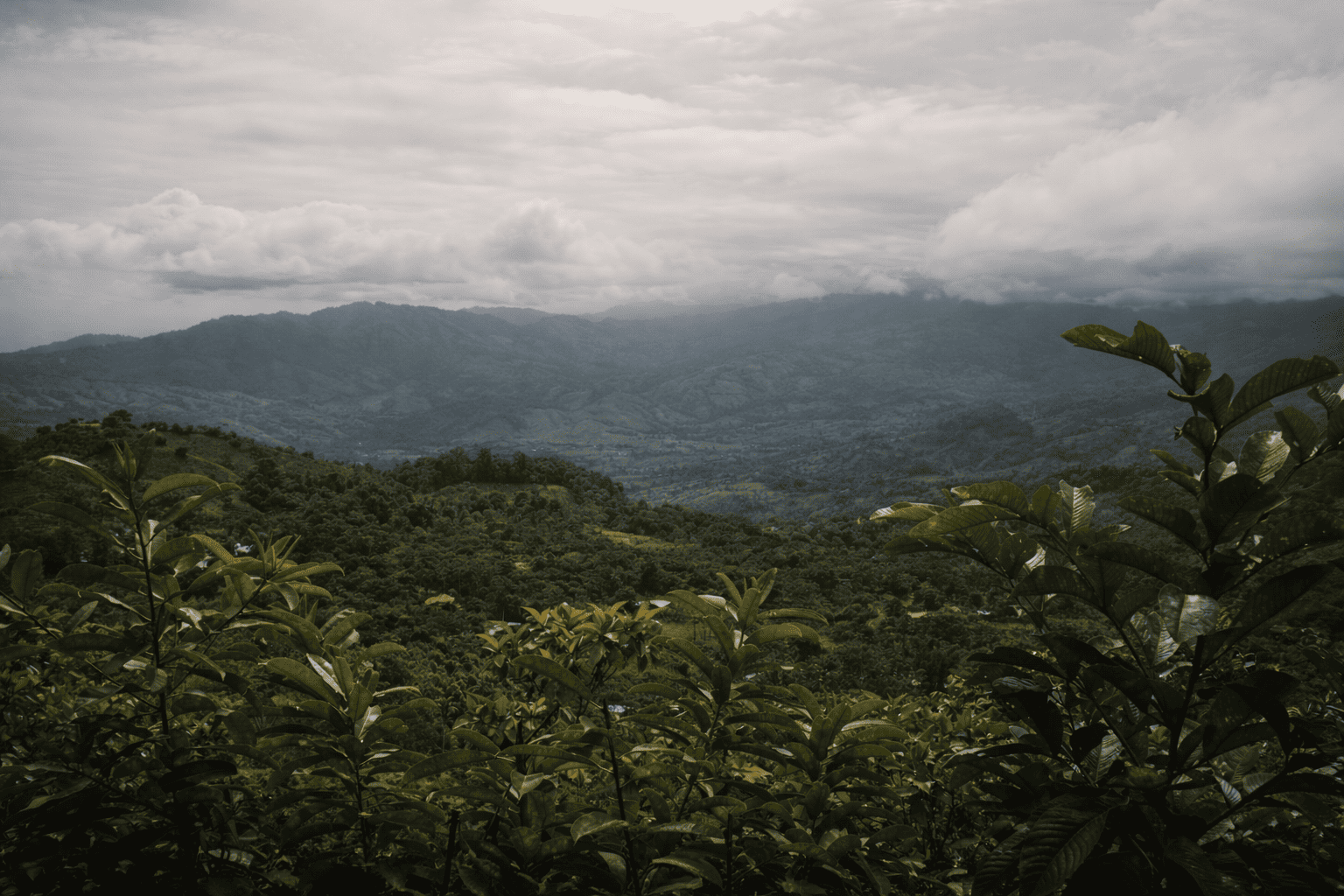 Weite Berglandschaft und dichter Regenwald mit Kaffeepflanzen im Vordergrund auf der Farm Granados (Café Granados) in Costa Rica – Ursprung unseres Costa Rica Kaffee.