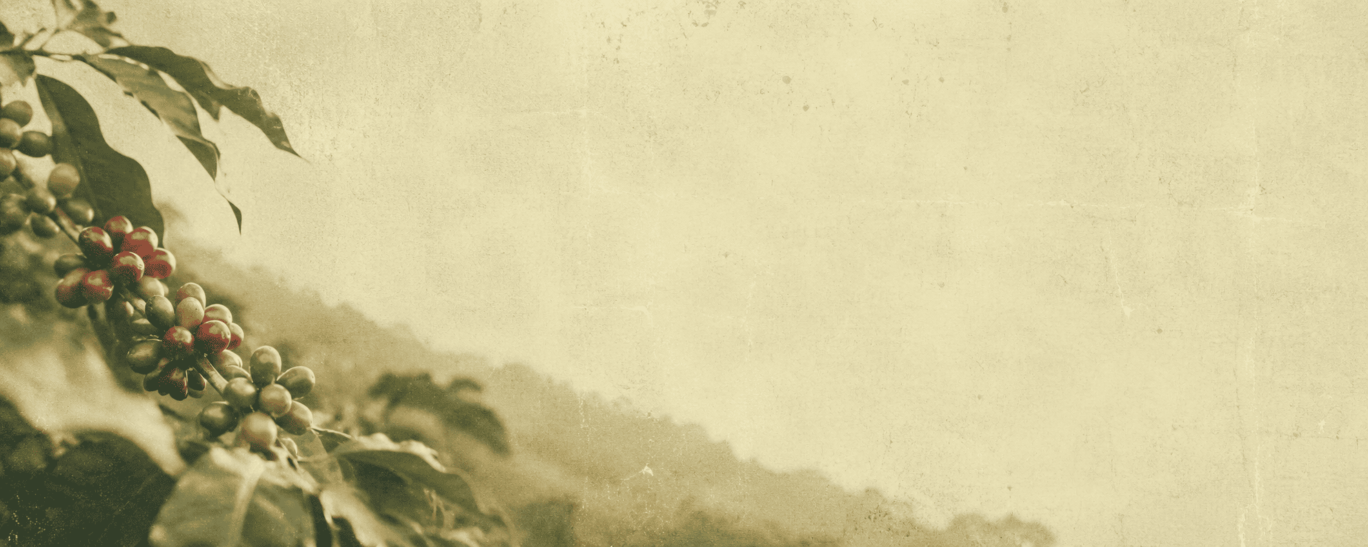 Stimmungsvolles Banner mit Kaffeekirschen auf einer Kaffeeplantage in Costa Rica. Ideal für Hinweise im Onlineshop, beispielsweise zu Versandpausen oder aktuellen Informationen.