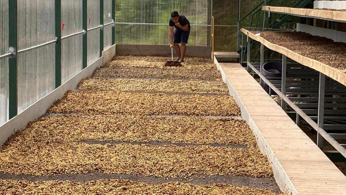 Kaffeebohnen während der traditionellen Sonnentrocknung auf Hochbeeten auf der Farm Granados in Costa Rica. Ein Mitarbeiter verteilt die Bohnen gleichmäßig, um eine optimale Trocknung und höchste Qualität zu gewährleisten.
