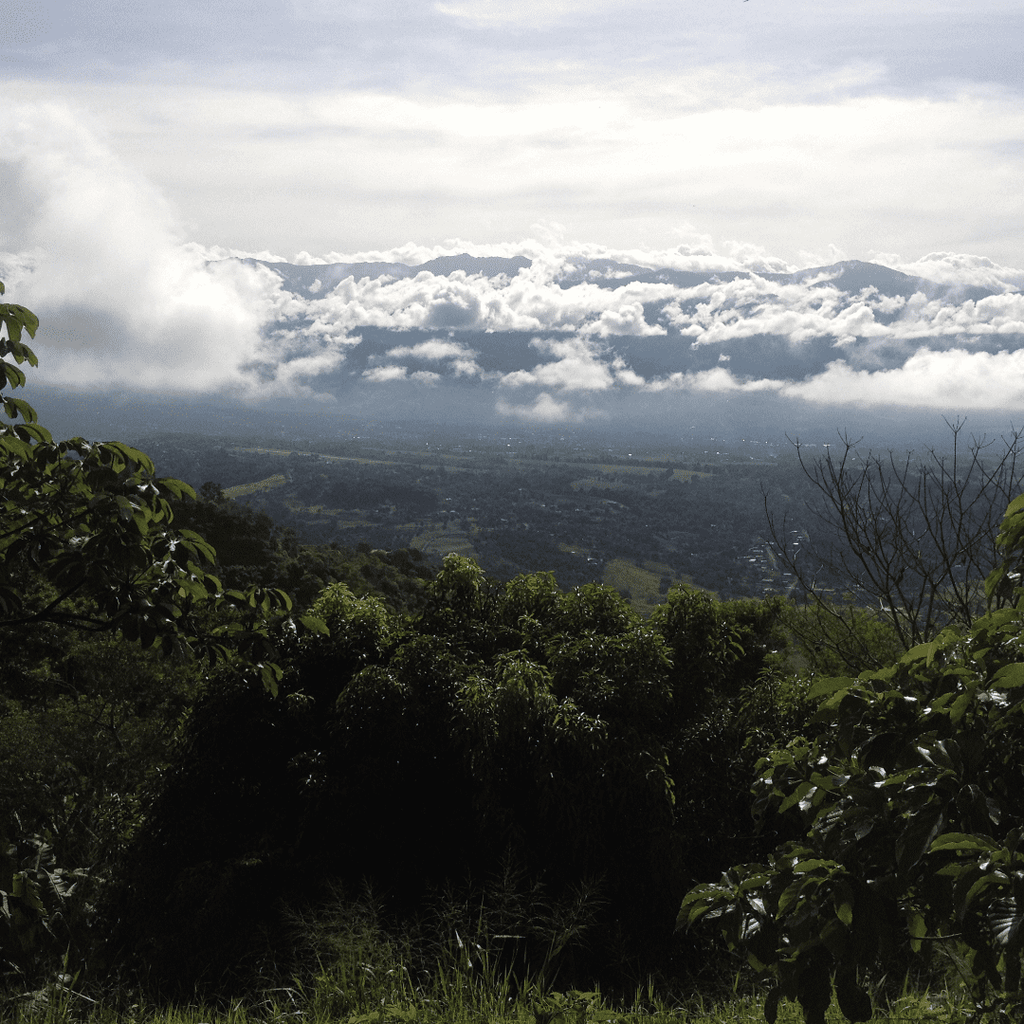 100% Costa Rica Geisha Pure