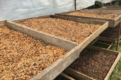 Honey Black Premium