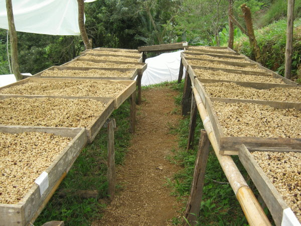 Blue Premium Selection